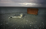 Terschelling.