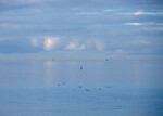 Waddenzee